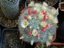 Mammillaria prolifera v haitiensis