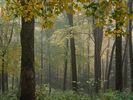 Fog in Woodland, Great Smoky Mountains National Park, North Carolina