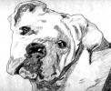 English Bulldog1