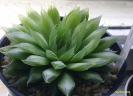 Haworthia cooperi var cooperi