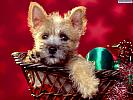 Cairn Terrier