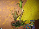 butas de yucca si dracena