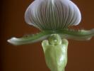 paphiopedilum