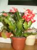 schlumbergera somon