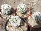 Mammillaria gracilis v.snow  capp