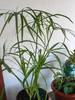 Cyperus alternifolius (planta umbrela)