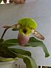 Paphiopedilum 'Pinocchio'