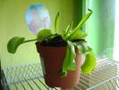 venus fly trap