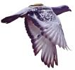 FlyingPigeon 