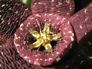 Stapelia variegata - macro floare