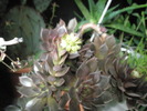Echeveria cv. Black Prince - boboci 31.10