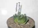 Haworthia truncata