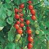 Tomatoes Gardeners Delight