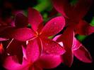 Red Plumeria