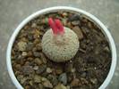 Epithelantha densispina - seminte