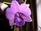 Orhidee 21 sept 2008 (1)
