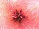 Stapelia flavirostris - centrul florii