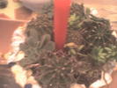 aranjament de craciun cu cactusi