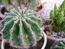 cactus cu floare