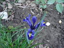 Iris reticulata Harmony (2009, April 02)