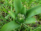 Hyacinth bud (2009, March 20)