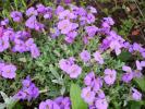 aubretia