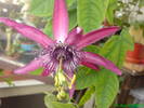 Passiflora