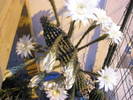 Echinopsis mamilosa 08.06