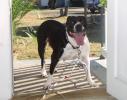 zasha_amstaff_hh[1]