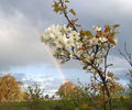 717px-Nashi_pear_tree_in_bloom