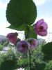 abutilon