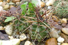 Echinocereus triglochidiatus, 10 ianuarie 2010