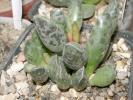 Adromischus