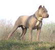 fawn pitbull 1