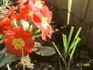 Primula 31 mart 2009