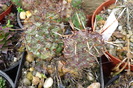 Opuntia macrorhiza, 10 ianuarie 2010