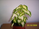 Coleus 25 oct 2009