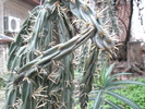 Opuntia imbricata - varful