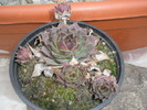 Sempervivum calcareum - 16.01