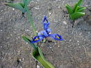 Iris reticulata Harmony (2009, March 28)