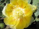 Opuntia sp. macrorhiza - floare