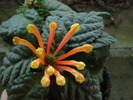 Scutellaria costaricana