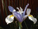 Iris Silvery Beauty (2009, May 24)