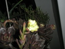 Echeveria cv. Black Price - inflorescente