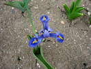 Iris reticulata Harmony (2009, March 29)