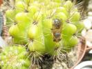 albina pe Echinopsis calochlora