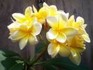 Jays-Plumeria-Louisianadee