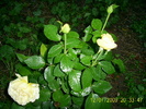 trandafirii (7)