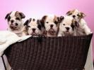 Dogs Wallpaper_ Poze cu Catei 30