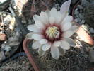 Gymnocalycium de la Gino - 09.06